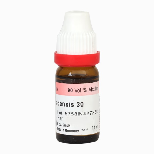 2397-dr-reckeweg-sambucus-canadensis-30-liquid-11-ml-1.jpg